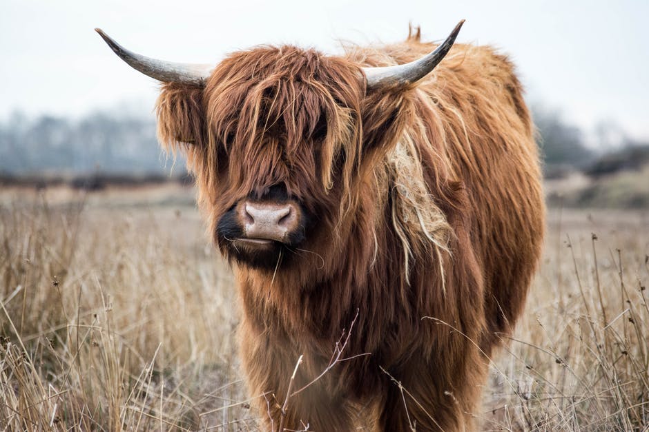 bue tibetano yak